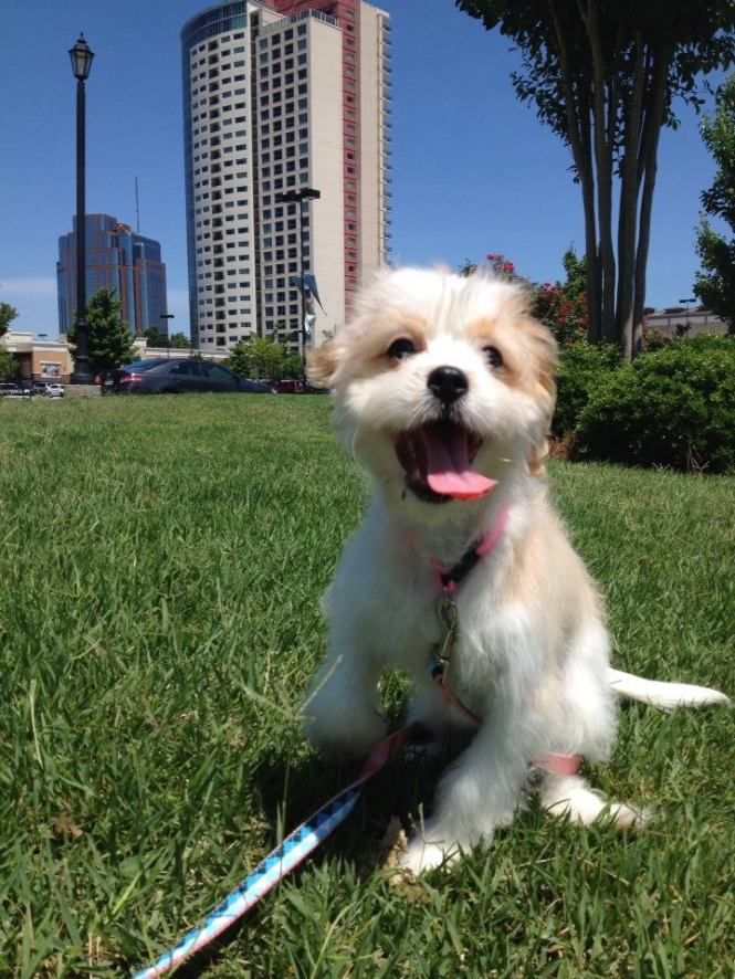 Molly, the Empress of Doom. Look into her eyes and she will own your soul.